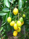 مُمبین زرد (آلوی جاوا)